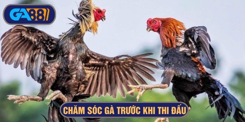 Chăm sóc gà đá trước trận đấu