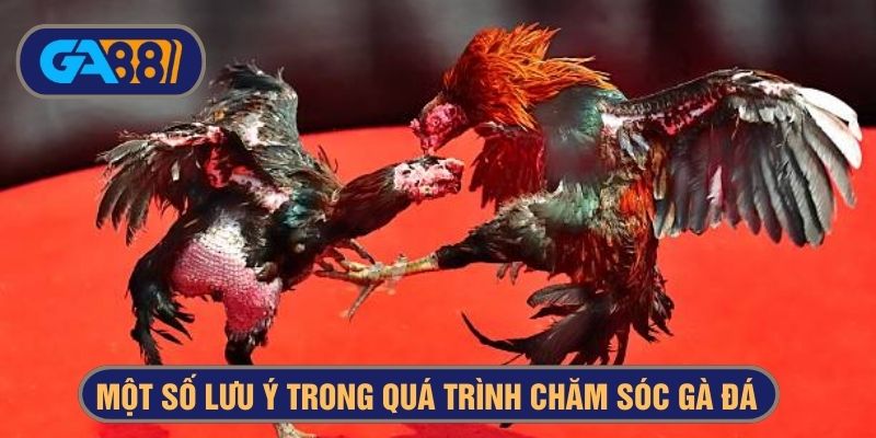lưu ý khi chăm gà đá