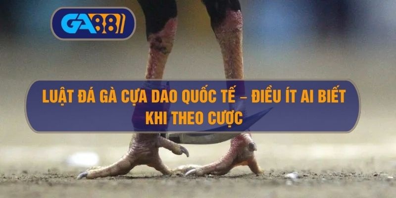 Luật Đá Gà Cựa Dao Quốc Tế – Điều Ít Ai Biết Khi Theo Cược