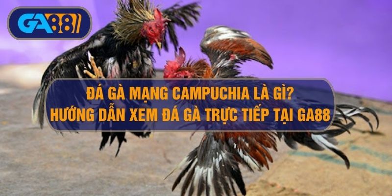 Đá Gà Mạng Campuchia Là Gì? Cách Xem Gà Đá Campuchia Thomo Tại Ga88