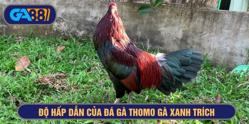 Gà xanh mồng trích