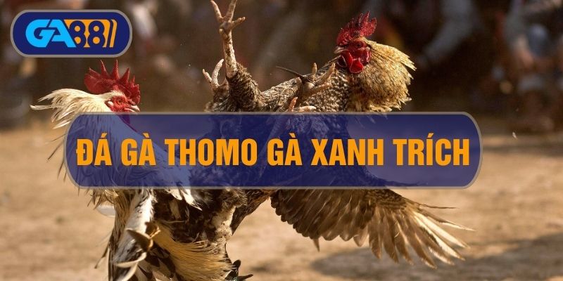 Đá Gà Thomo Gà Xanh Trích: Sân Chơi Thời Thương Giới Chọi Gà