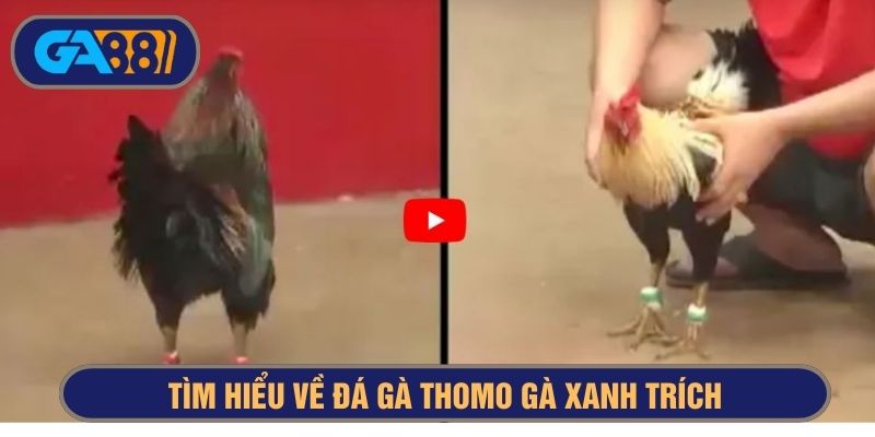 Các trận gà Thomo xanh trích