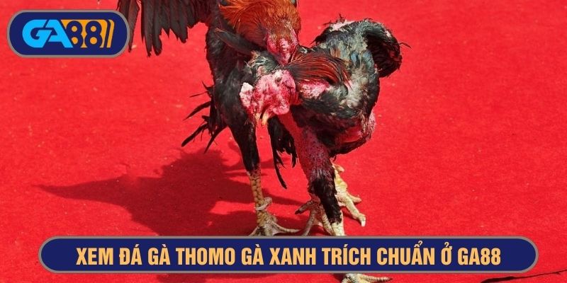 Các trận đấu gà Thomo gà xanh trích luôn sắc nét ở GA88