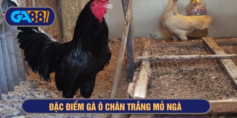 đặc điểm gà ô chân trắng mỏ ngà