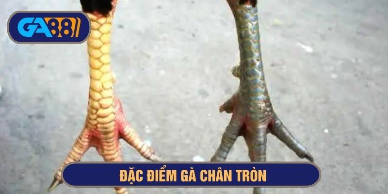Gà chân tròn