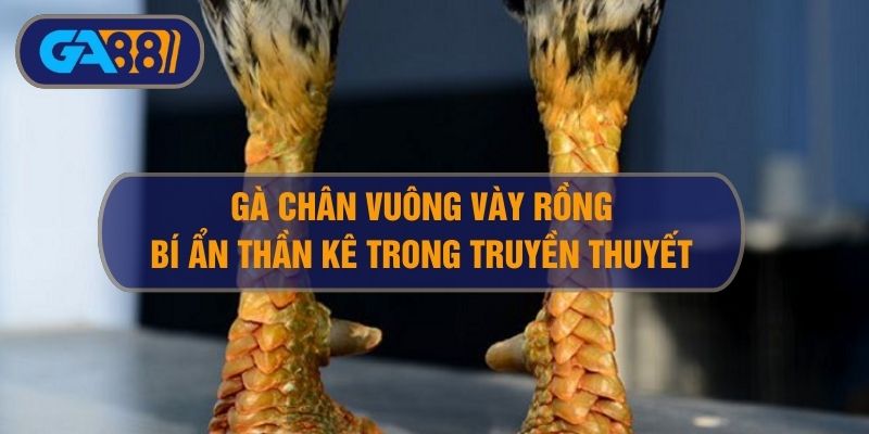 Gà Chân Vuông Vảy Rồng – Bí Ẩn Giống Thần Kê Trong Truyền Thuyết