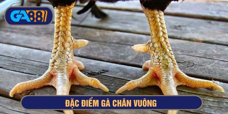 Gà chân vuông