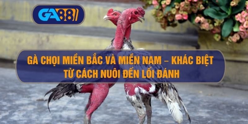 Gà Chọi Miền Bắc Và Miền Nam – Khác Biệt Từ Cách Nuôi Đến Lối Đánh