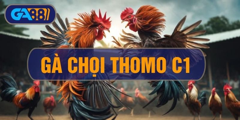 Gà Chọi C1 Thomo – Tìm Hiểu Về Champions League Của Đá Gà