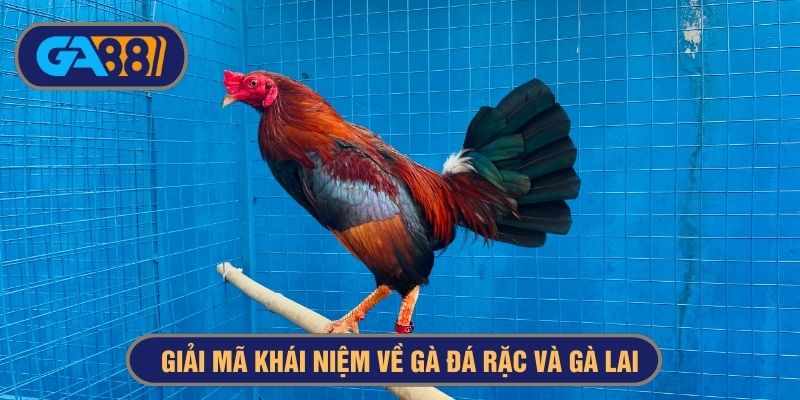 khái niệm gà đá rặc và gà lai