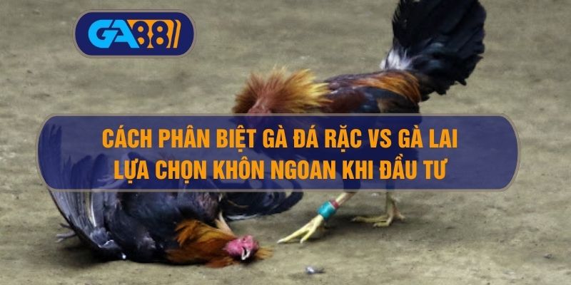 Cách Phân Biệt Gà Đá Rặc Và Gà Lai – Lựa Chọn Khôn Ngoan Khi Đầu Tư
