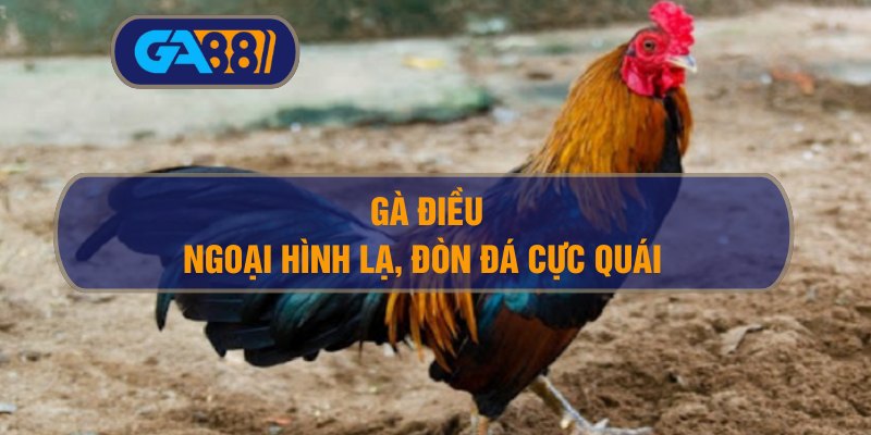 Gà Điều – Ngoại Hình Lạ, Đòn Đá Cực Quái Có Đáng Đầu Tư?