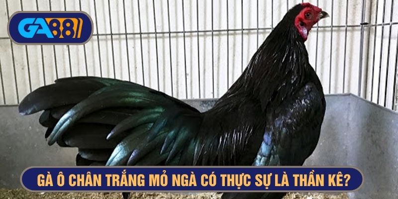 Gà ô chân trắng mỏ vàng