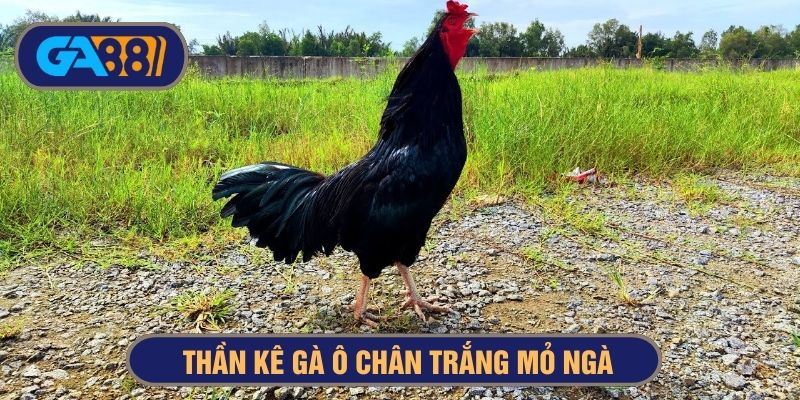 Giống gà ô chân trắng mỏ ngà