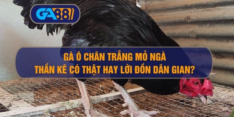 Gà Ô Chân Trắng Mỏ Ngà – Thần Kê Có Thật Hay Lời Đồn Dân Gian?