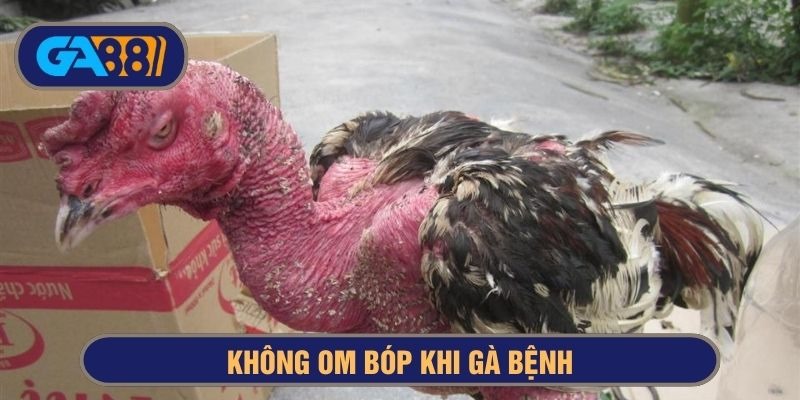 không om bóp gà đá khi bệnh