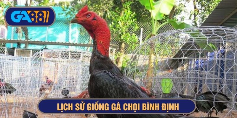 Lịch sử gà chọi Bình Định