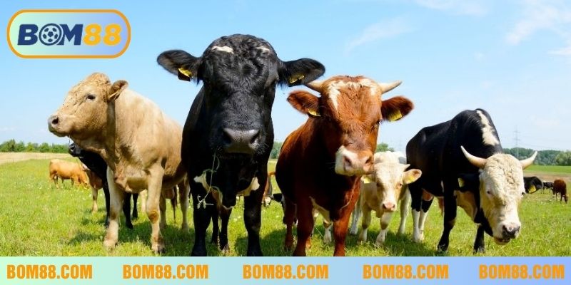 Nằm mơ con bò có thể là điềm tốt hoặc xấu