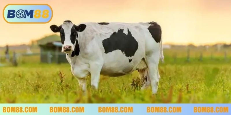 Giấc mơ thấy bò đang nhởn nhơ gặm cỏ là điềm tốt