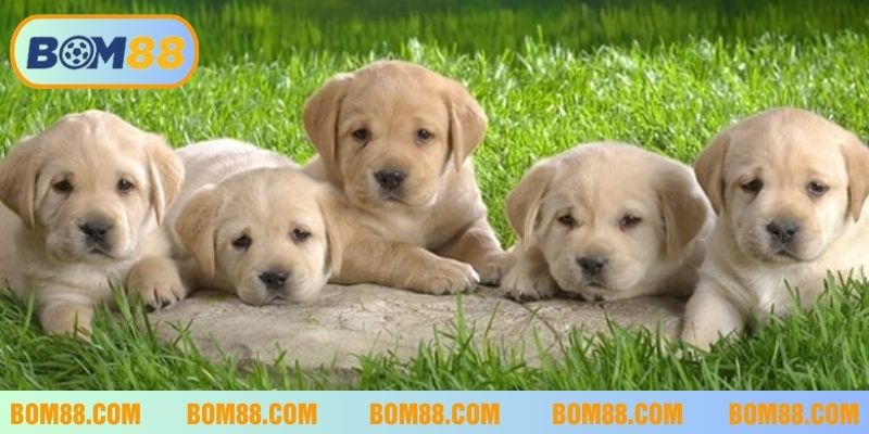 Mơ thấy chó báo hiệu may mắn hoặc đen đủi tuỳ vào từng trường hợp cụ thể 
