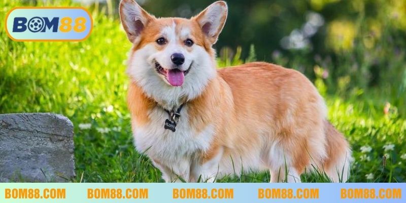 Mỗi giấc mơ về chó đều ẩn chứa ý nghĩa riêng báo hiệu điều sắp xảy ra