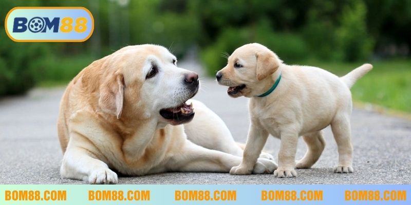 Nằm mơ thấy chó và những con số may mắn dành cho lô thủ