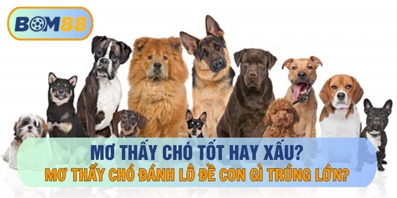 Mơ Thấy Chó May Mắn Hay Đen Đủi? Đánh Lô Đề Con Nào Trúng Lớn