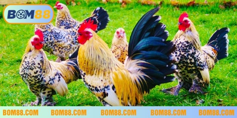 Điềm báo liên quan khi nằm mơ thấy gà