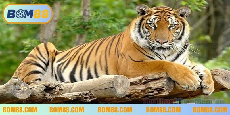 Giải mã giấc mơ thấy hổ vàng