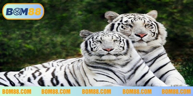 Mơ thấy hổ nên đánh con gì?