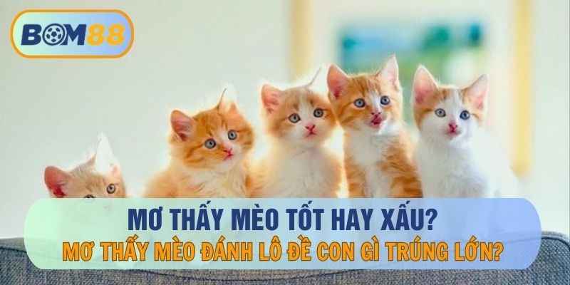 Nằm Mơ Thấy Mèo Có Tốt Không? Đánh Con Gì Giúp Anh Em Về Bờ?