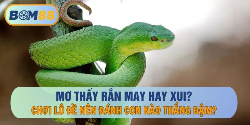 Mơ Thấy Rắn May Hay Xui? Đánh Số Nào Chơi Lô Đề Ăn Đậm?