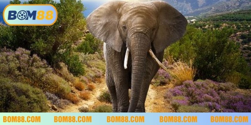Nằm mơ thấy voi có ý nghĩa về sự may mắn và thành công