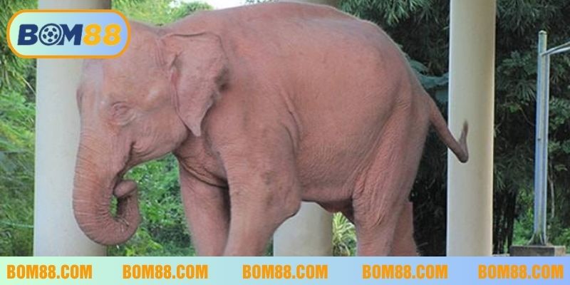 Gặp voi trắng trong mơ là điềm báo may mắn cần nắm bắt