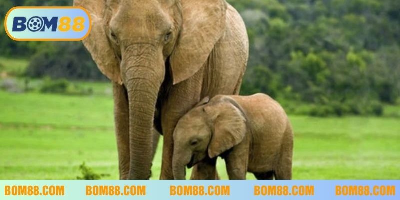 Voi đẻ con là điềm báo về sự phát triển, khởi đầu tốt đẹp
