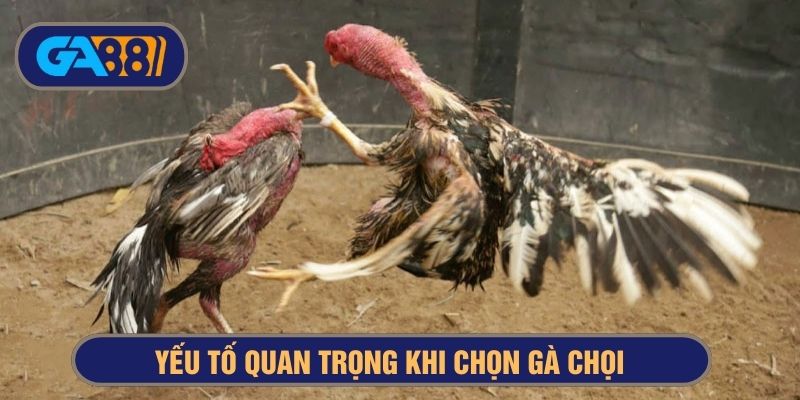 Nên chọn gà chân vuông hay gà chân tròn