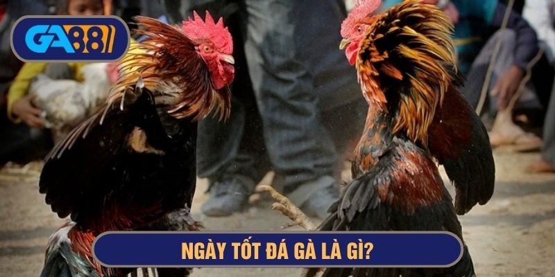 Ngày tốt đá gà là gì