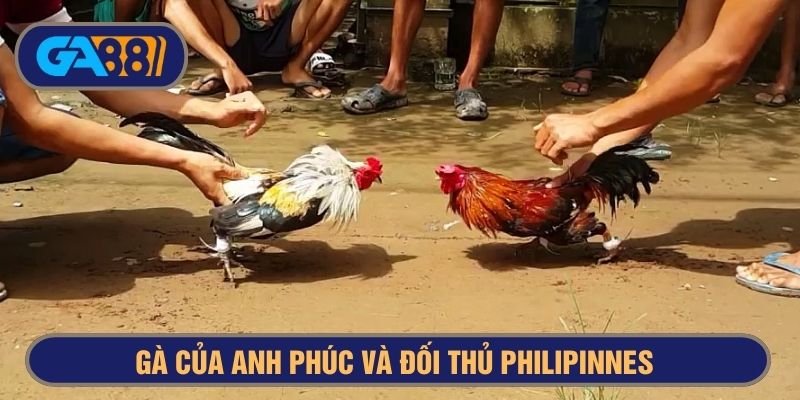 Một trong những trận gà đá cựa sắt hay nhất của anh Phúc