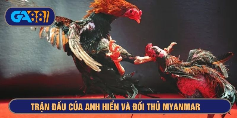 Trận xổ gà 5 tỷ của anh Hiển với đối thủ người Myanmar