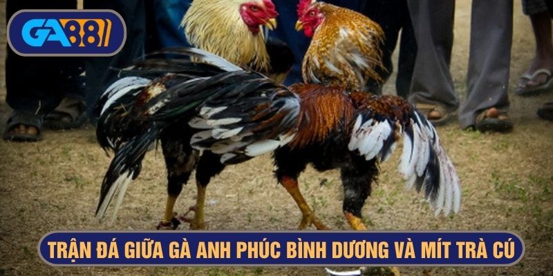 Trận chiến kinh điển giá trị cược đến 24 tỷ 