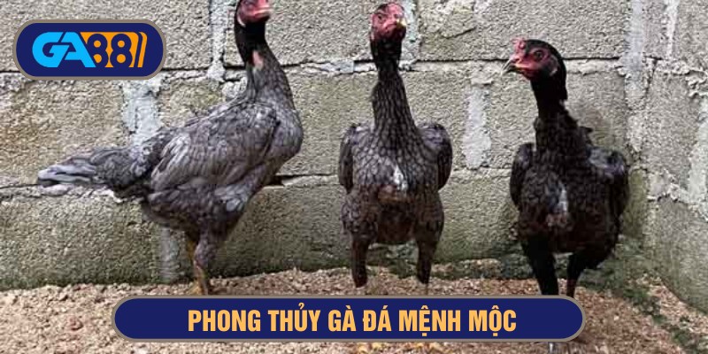 Phong thuỷ gà đá mệnh mộc