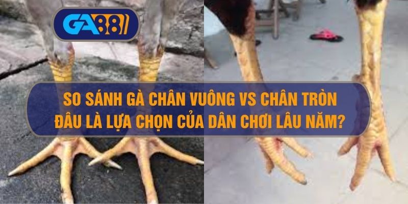 Gà Chân Vuông vs Gà Chân Tròn – Đâu Là Lựa Chọn Của Dân Chơi Lâu Năm?