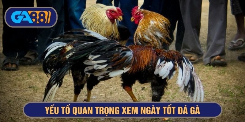 yếu tố chọn ngày tốt đá gà